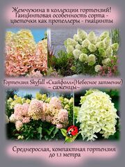 Кустарники