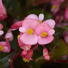 S2220 Бегония вечноцветущая HYBRIDA HULA PINK 3 шт.