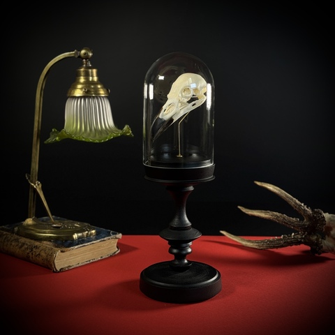 Череп ворона в клоше