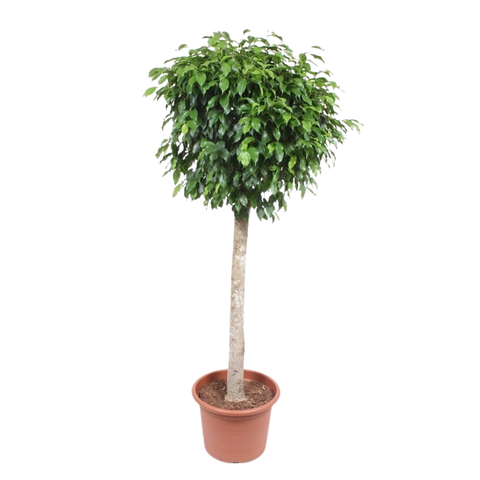 Фикус Нитида штамб