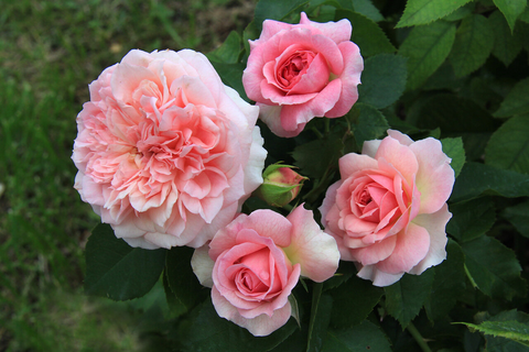 Курфюрстин Софи (Kurfurstin Sophie)