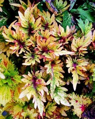 Эвон Тай колеус КСР