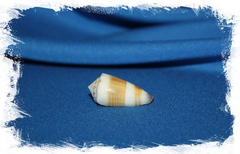 Конус сигиллатус (Conus sugillatus)