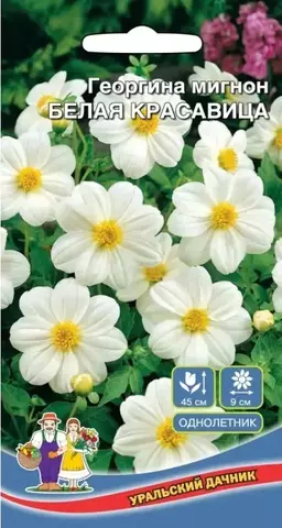 Семена Георгина Радуга цветов белая, одн