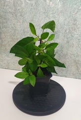 Teofrast Саженцы  Джинура Gynura Procumbens