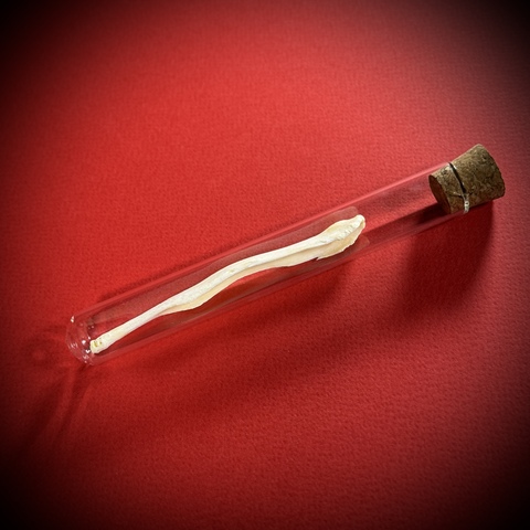 Бакулюм волка в стеклянной колбе