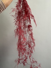 Аспарагус стабилизированный перистый бордовый