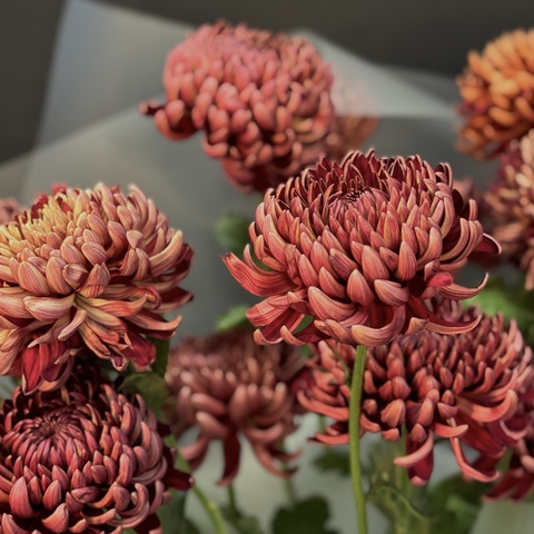 Монобукет из 13 хризантем бигуди