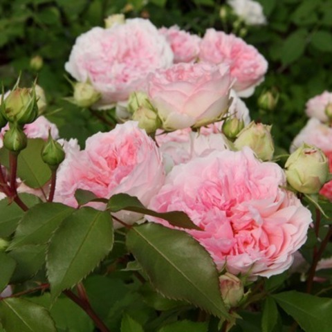 Курфюрстин Софи (Kurfurstin Sophie)