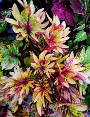 Эвон Тай колеус КСР