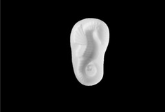 Силиконовый молд № 340 Морской конек левый