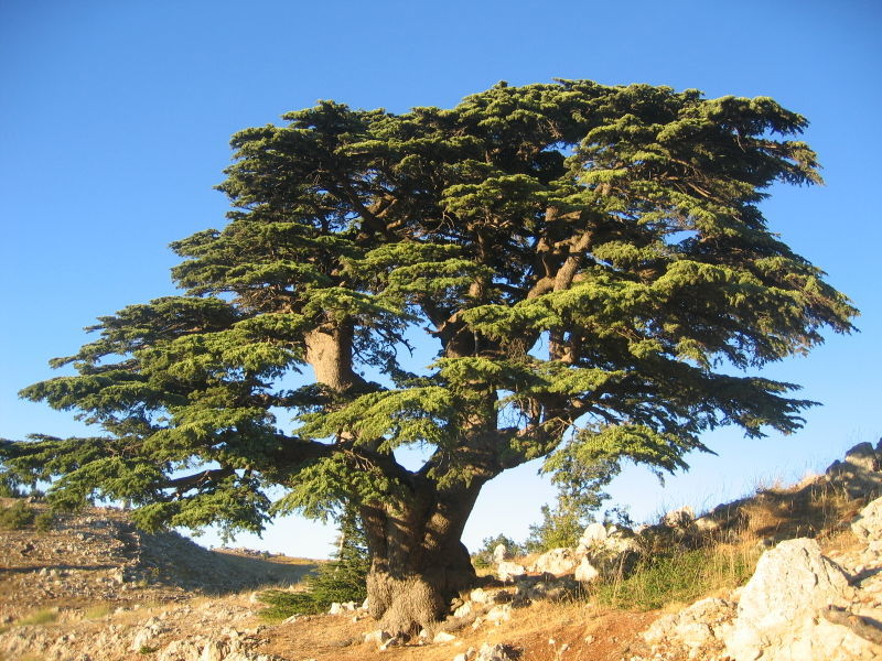 Семена Кедр Ливанский cedrus libani