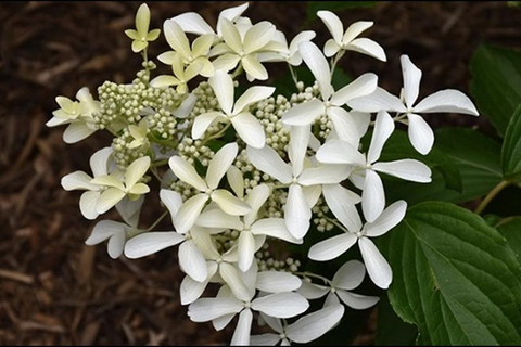 №39 Укорененный черенок Гортензия метельчатая ГРЕЙТ СТАР (Hydrangea paniculata 