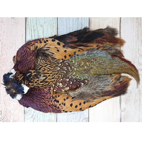 Hareline Шкура охотничьего фазана без хвоста