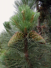 Семена Сосна Культера Pinus coulteri