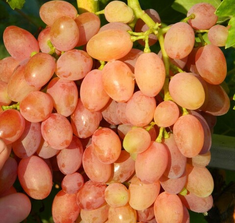 Виноград Кишмиш лучистый