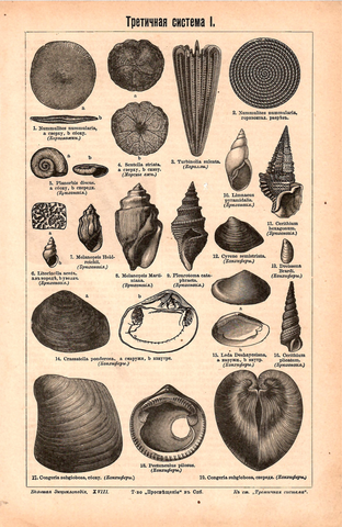 Двухсторонняя литография «Третичная система»