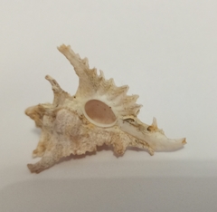 Мурекс гамбийский (Purpurellus gambiensis), 1шт