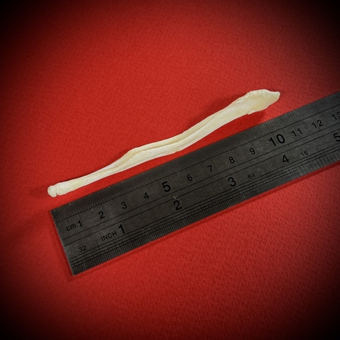 Бакулюм волка в стеклянной колбе