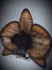 Молд пластиковый Набор 