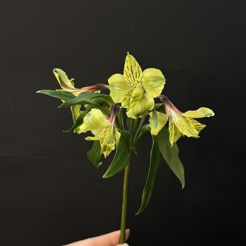 Альтромерия желтая 80 см 1 шт