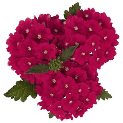 1508 Вербена EMPRESS SUN CHERRY (ОСЕНЬ 2025)