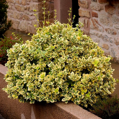 Бересклет fortunei 