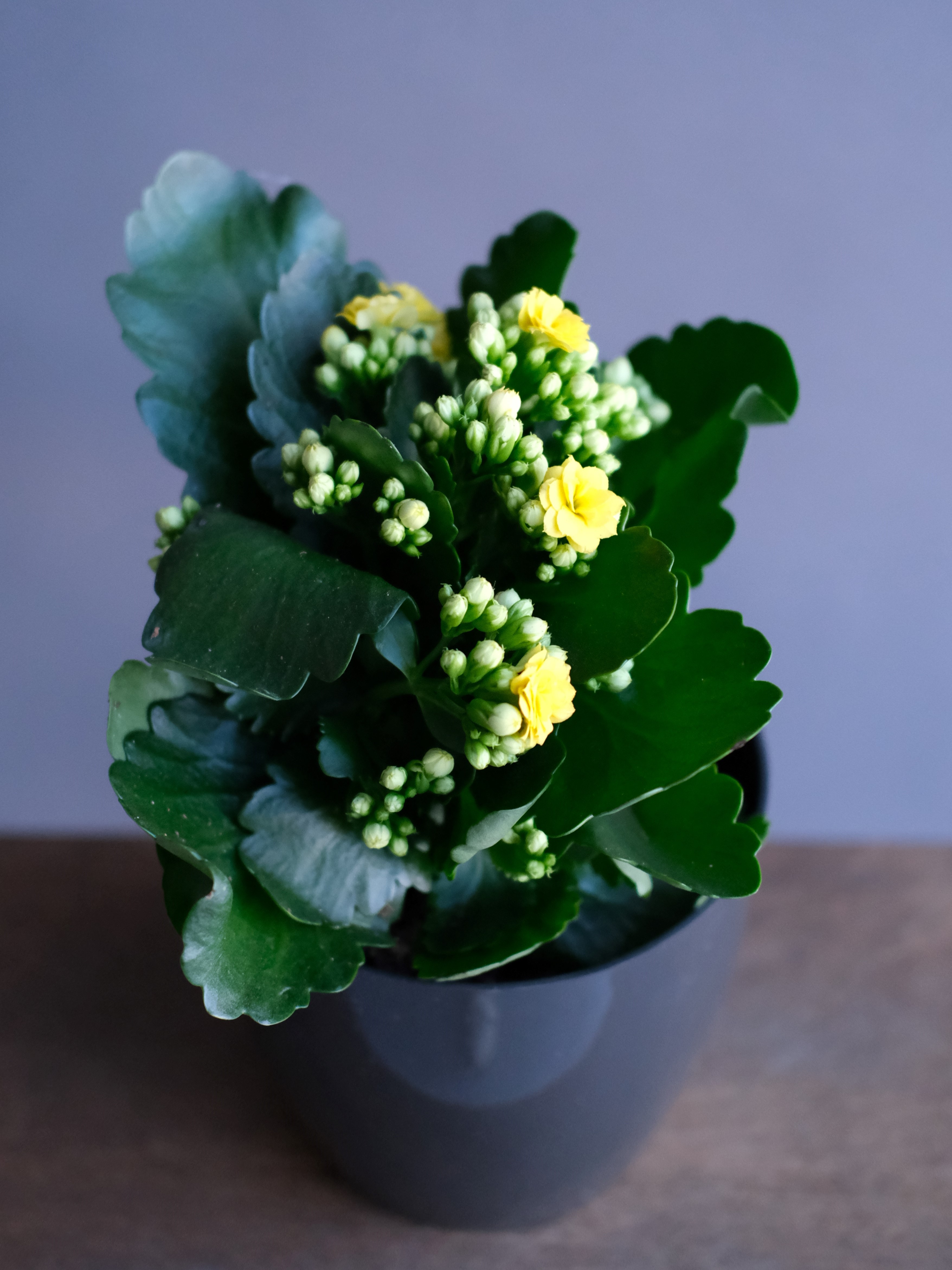 Каланхое Каландива желтая (D-12)