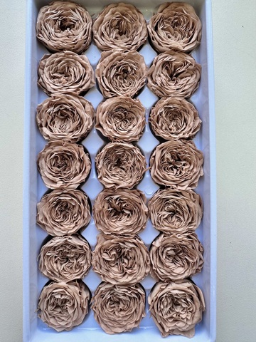 Роза пионовидная 2-3 см Капучино ( половина коробки-10шт)