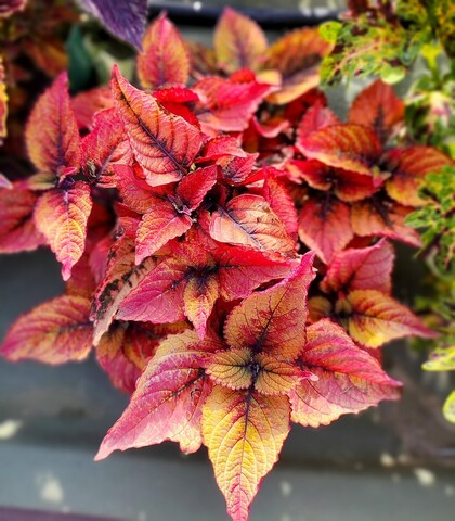 Amazonia Тай колеус КСР