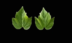 Силиконовый молд лист Калины