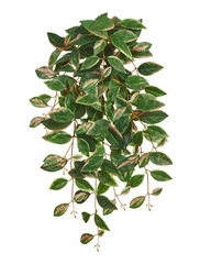 Хойя Кримсон Квин ампельная (Sensitive Botanic)