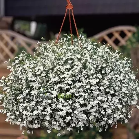 Лобелия ампельная 