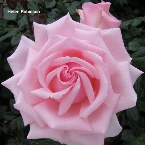 Хелен Робинсон(Helen Robinson)