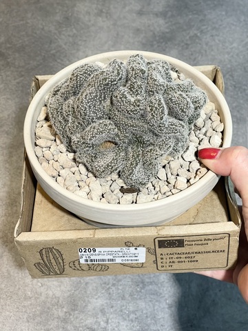 Лобивия Денсиспина Кристата в керамике d15