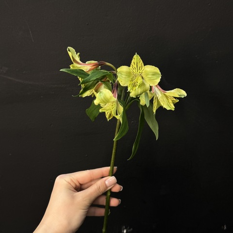 Альтромерия желтая 80 см 1 шт