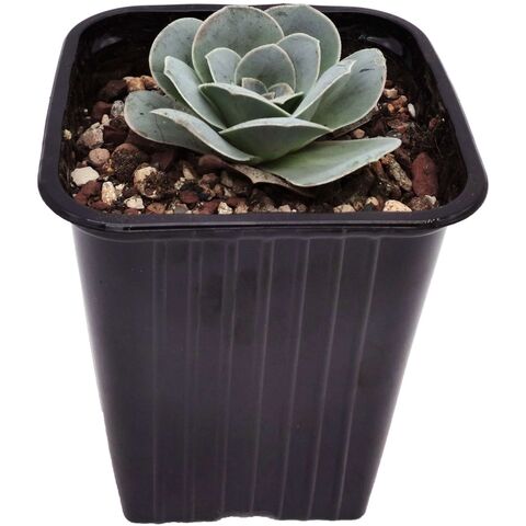 Суккулент Гриновия Диплоцикла