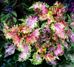 Эскимо UO колеус КСР