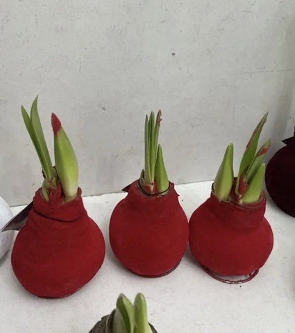 Гиппеаструм В воске красный бархат