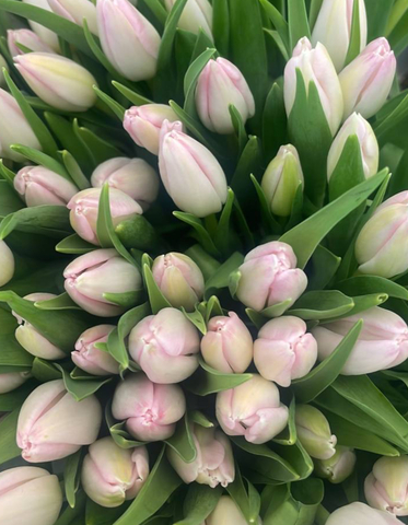 Банч 100 тюльпанов светло-розовых