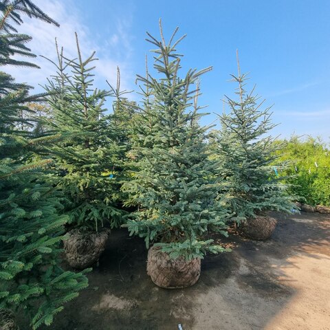 Ель колючая | Picea pungens 250-300 см