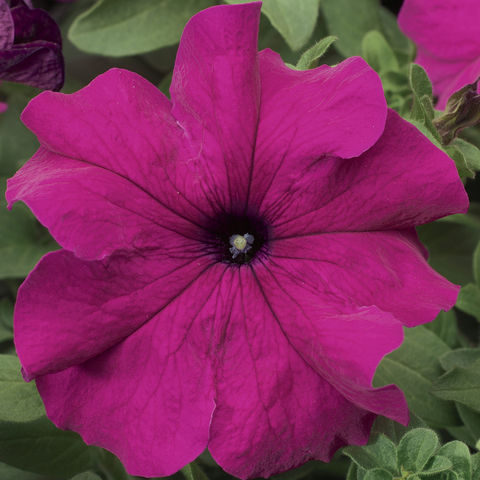 S6028 Петуния кустовая Grandiflora TriTunia Purple  10шт.