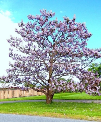 Teofrast Павловния Paulownia pao tong z07