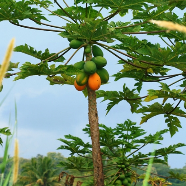 Семена Папайя carica papaya