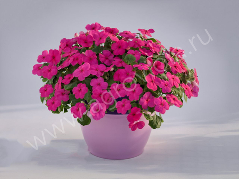 S7601 Бальзамин Walleriana Lollipop Fruit Punch Rose 5шт.