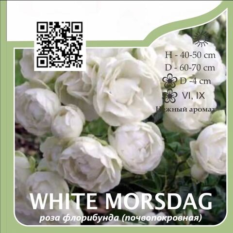 Роза флорибунда 