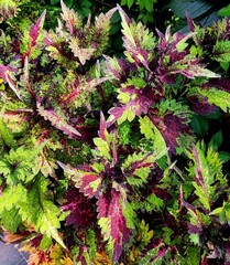 Эдна Тай колеус КСР