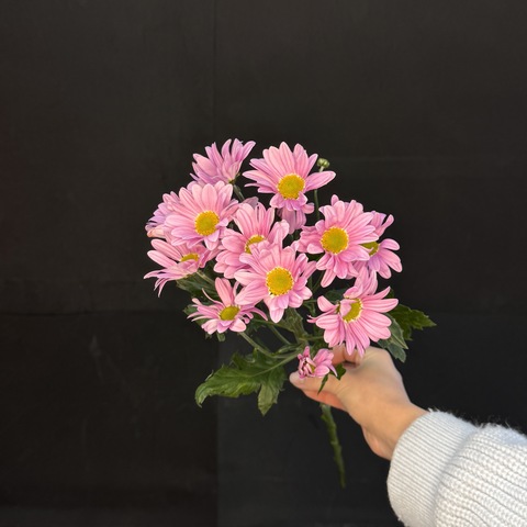 Хризантема кустовая Ромашковая Сиреневая / 1 шт