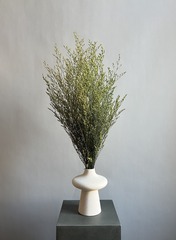 Кермек салатовый