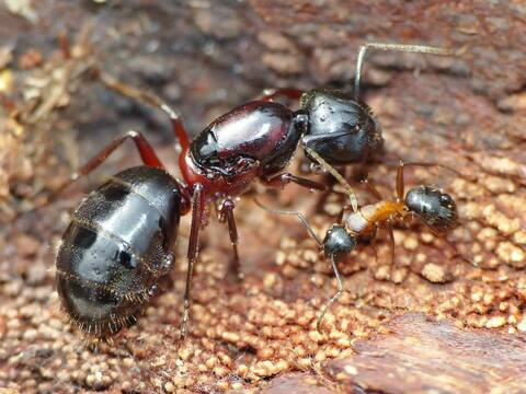 Муравьи Camponotus herculeanus (Красногрудый муравей-древоточец)
